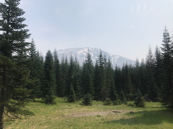Image of Mount St. Helens through the trees